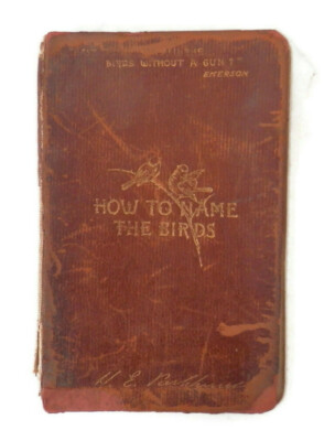 1904 Pocket Guide about Birds How to Name the Birds by H.E. Parkhurst Scribners-image