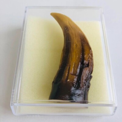 Godzilla Claw Replica Godzilla x Mothra Mechagodzilla DVD Special Edition Bonus-image