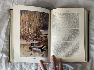 Antique Book BREHMS TIERLEBEN 1911 Year - Ilustrated Birds Vol 1 German Text-image