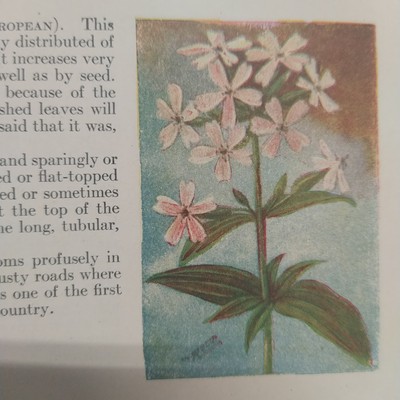 Flowers East of the Rockies Guide Reed 1920 Vintage Illustrated Painting Leather-image